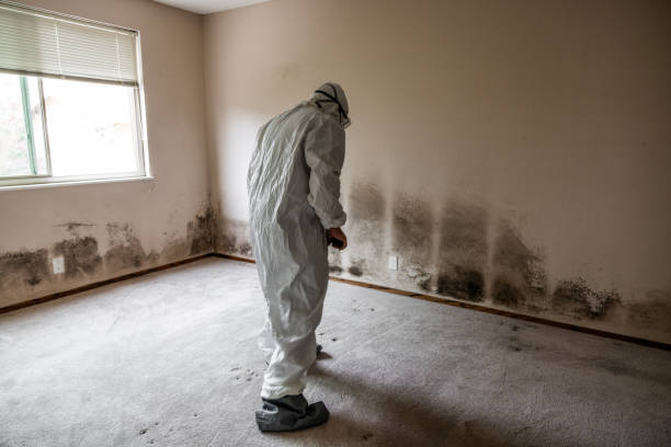 Mold Remediation for Vacation Homes in Harlowton, MT